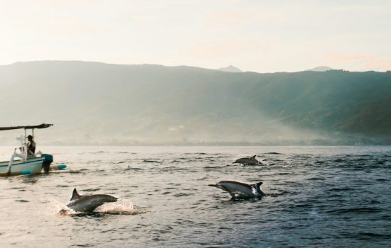 dolphinn
